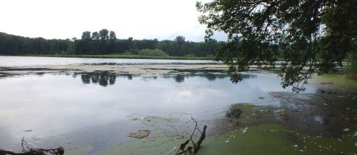 Blick über einen eutrophierten See - Foto von Norbert Höfert